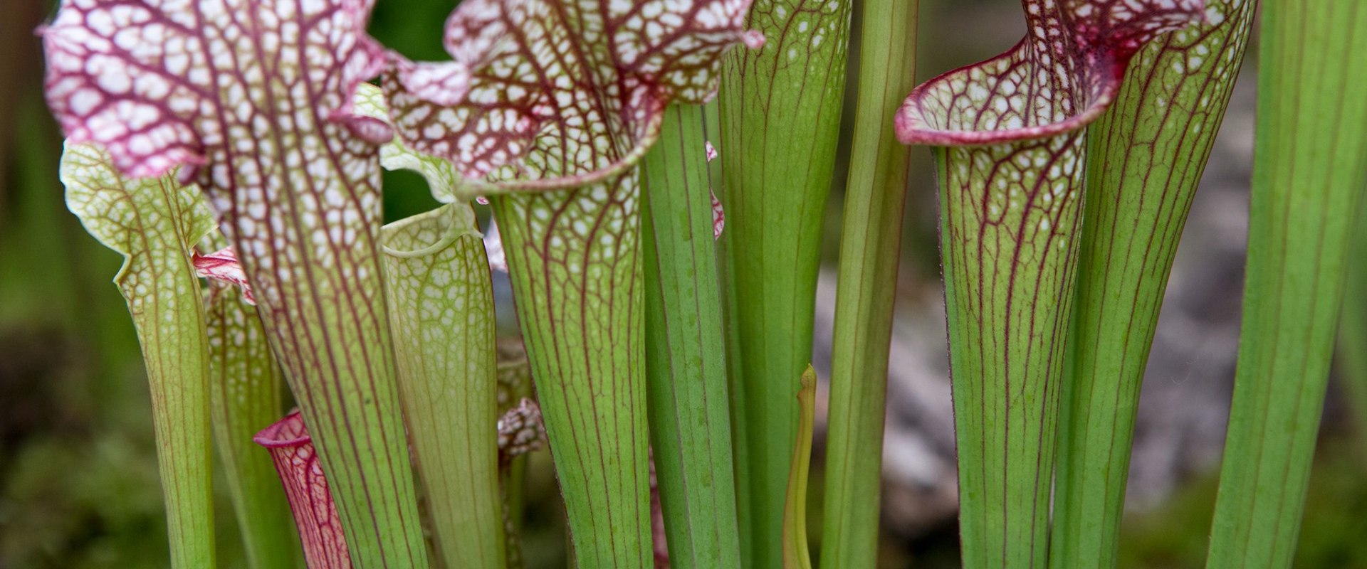 The Ultimate Guide to Caring for Carnivorous Plants