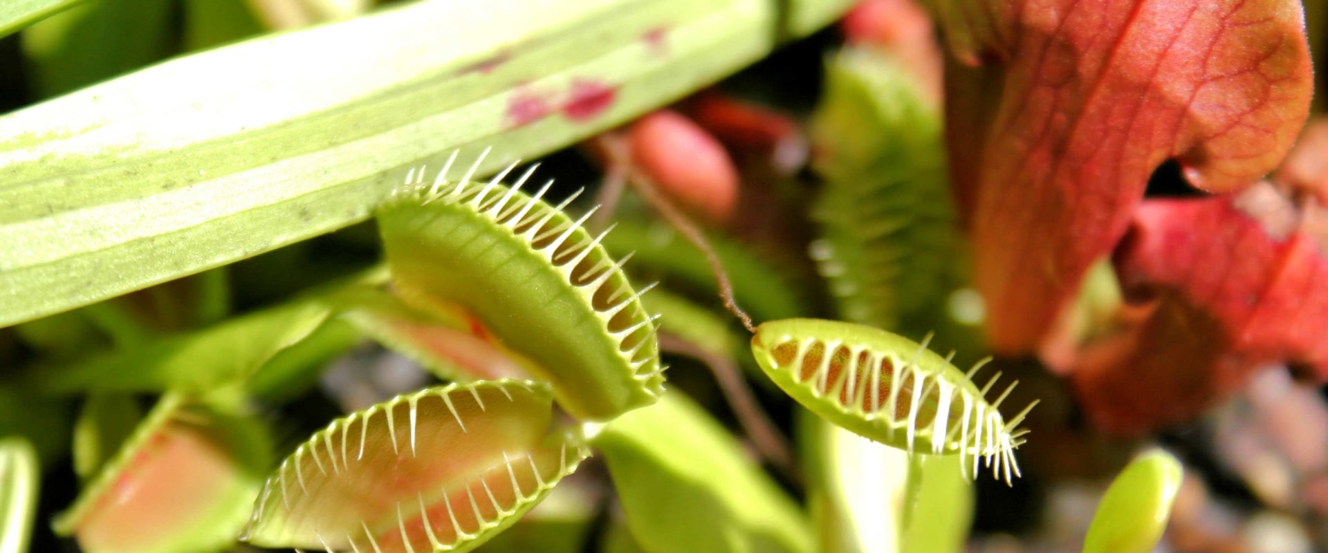 The Fascinating World of Carnivorous Plants: What Insects Do They Consume?