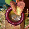 The Fascinating World of Carnivorous Plants: How They Obtain Nutrients