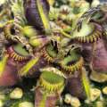 The Fascinating World of Carnivorous Plants: An Expert's Perspective