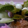 The Fascinating World of Carnivorous Plants: Exploring Their Unique Methods of Trapping Prey