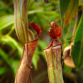 The Fascinating Purpose of Pitcher-Shaped Leaves on Carnivorous Plants