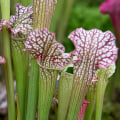 The Ultimate Guide to Caring for Carnivorous Plants