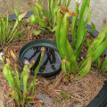 Feeding Your Plants And Your Soil: The Importance Of Mulch For Carnivorous Plants In Northern Virginia