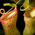 The Hidden Dangers of Handling Carnivorous Plants