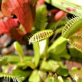The Fascinating World of Carnivorous Plants: What Insects Do They Consume?