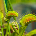 The Fascinating World of Carnivorous Plants: How They Digest Their Prey