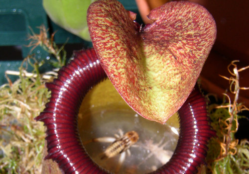 The Fascinating World of Carnivorous Plants: How They Attract Their Prey