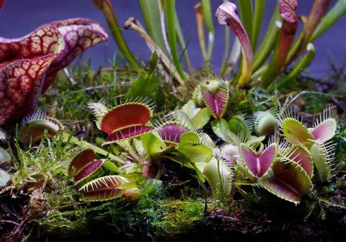 The Secret Life of Carnivorous Plants: A Closer Look at Their Lifespan