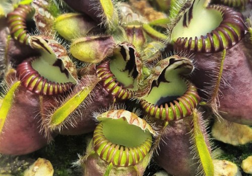 The Fascinating World of Carnivorous Plants: An Expert's Perspective