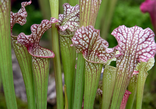 The Ultimate Guide to Caring for Carnivorous Plants