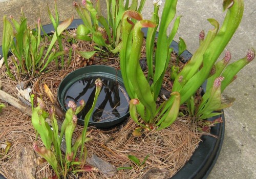 Feeding Your Plants And Your Soil: The Importance Of Mulch For Carnivorous Plants In Northern Virginia