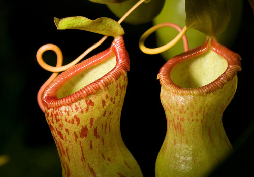 The Hidden Dangers of Handling Carnivorous Plants
