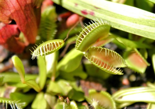 The Fascinating World of Carnivorous Plants: What Insects Do They Consume?