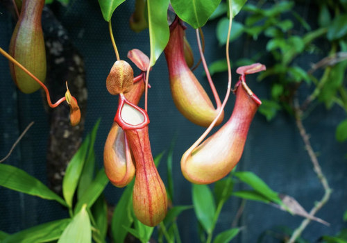 The Fascinating World of Carnivorous Plants: What Sets Them Apart from Regular Plants?