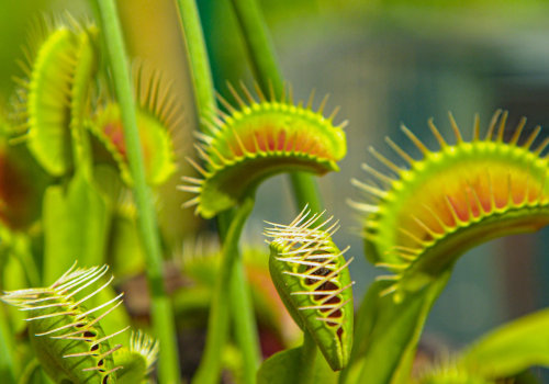 The Fascinating World of Carnivorous Plants: How They Digest Their Prey