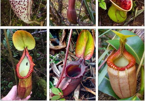 Uncovering the Medicinal Potential of Carnivorous Plants